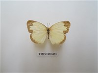 藏品(亮色黃蝶)的圖片